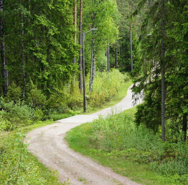 Elljusspår Töllstorp Grus Väg Skog Juni 2021